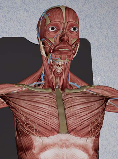 Immersive Anatomy Atlas—Empirical Study Investigating the Usability of a Virtual Reality Environment as a Learning Tool for Anatomy
