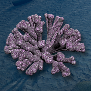 Pocillopora Damicornis