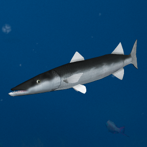 Barracuda