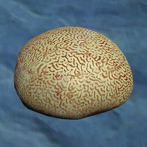 Brain Coral