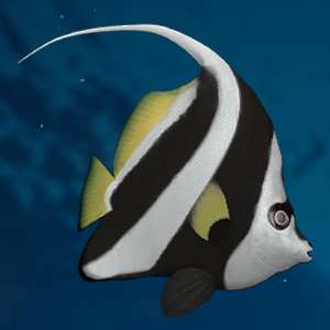 Butterflyfish