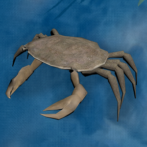 Common Shore Crab