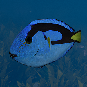 Blue Surgeonfish