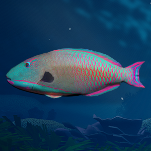 Parrotfish