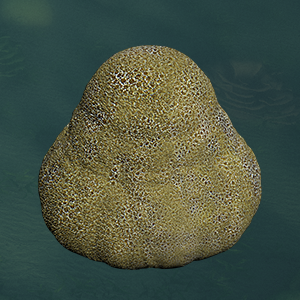 Porites Lutea