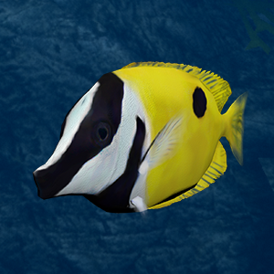 Rabbitfish