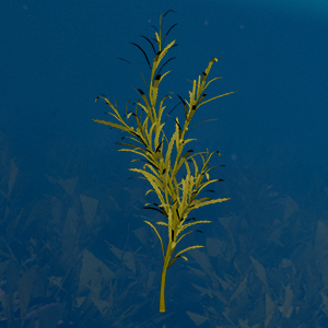 Sargassum Algae